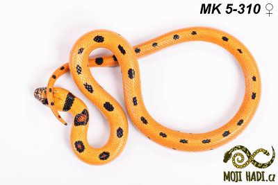 hadi na prodej, mládě, český chov hadů, odchov hadů, mojihadi.cz, Lampropeltis, mexcampb, magmaking, lampropeltis hybrid, lampropeltis mexicana, lampropeltis triangulum campbelli, special snakes, Mexican Kingsnake, Pueblan Milksnake, korálovka